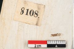 Foto (Detailansicht) von Quercus palaeoilex Ettingshausen (NHMW-GEO-2024-0188-8108)